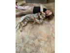 Adopt Navi a Merle Australian Cattle Dog / Mixed Breed (Medium) / Mixed (short