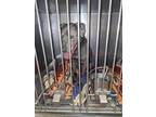 Adopt Cherokee a Merle American Pit Bull Terrier / Mixed Breed (Medium) / Mixed