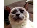 Adopt Blu a Tan or Fawn Siamese (short coat) cat in Eureka, CA (41454882)