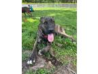 Adopt Dege a Shepherd (Unknown Type) / Boxer / Mixed dog in Mineral