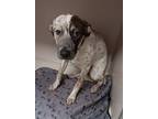 Adopt Lakely a Tricolor (Tan/Brown & Black & White) German Shorthaired Pointer /