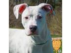 Adopt Vanilla Ice a White American Pit Bull Terrier / Mixed Breed (Medium) /