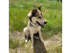 Adopt Jake a Husky, German Shepherd Dog
