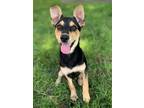 Adopt Roxi Lonestar a Black - with Tan, Yellow or Fawn Miniature Pinscher /