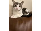 Adopt Luna a Calico or Dilute Calico American Shorthair / Mixed (medium coat)