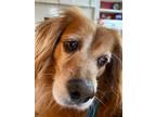 Adopt Teddy a Tan/Yellow/Fawn Cocker Spaniel / Golden Retriever / Mixed dog in