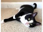 Adopt Tobe a Black & White or Tuxedo Domestic Shorthair / Mixed (short coat) cat