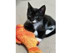 Adopt Emile a All Black Domestic Shorthair / Mixed Breed (Medium) / Mixed (short