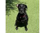 Adopt Simba a Black Labrador Retriever