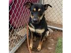 Adopt HAPPY (aka Togekiss) a Brown/Chocolate - with Tan Australian Kelpie /