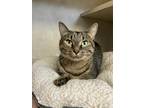 Adopt Camellia a Brown Tabby Domestic Shorthair / Mixed Breed (Medium) / Mixed