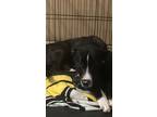 Adopt Dream a Brindle - with White Greyhound / American Pit Bull Terrier / Mixed