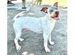 Adopt Freckles a Terrier (Unknown Type, Small) / Mixed dog in Great Bend