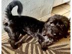Adopt TOTO a Black Dachshund / Cairn Terrier / Mixed dog in Solvang