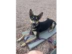 Adopt Stiorra a Tricolor (Tan/Brown & Black & White) Husky / Mixed dog in Fort