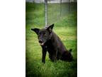 Adopt Sushi a Black Labrador Retriever / Mixed dog in Abbeville, LA (41283543)