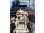 Adopt Georgia a Tan/Yellow/Fawn Golden Retriever / Poodle (Miniature) / Mixed