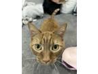 Adopt Halo a Orange or Red Maine Coon / Mixed (short coat) cat in Philadelphia