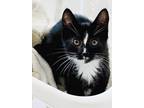Adopt Mayo Maya is a baby a Black & White or Tuxedo Domestic Shorthair (short