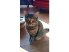 Adopt Tigger Tiger Tootsie Roll aka Lil'Muffin a Brown Tabby Domestic Shorthair