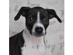 Adopt Trix/ADOPTED a Brindle - with White Rat Terrier / Mixed Breed (Small) /