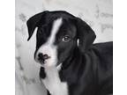 Adopt Tyson/PENDING a Black - with White Rat Terrier / Mixed Breed (Small) /