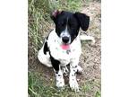 Adopt ATDR Ollie a Merle Dachshund / Cattle Dog / Mixed dog in Boonton