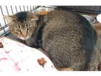 Adopt Cochise a Brown Tabby Domestic Shorthair / Mixed Breed (Medium) / Mixed