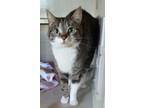 Adopt Rey a Brown Tabby Domestic Shorthair / Mixed Breed (Medium) / Mixed (short