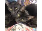 Adopt Bagheera & Mowgli #jungle-book-boys a All Black Bombay / Mixed (short