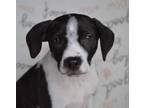 Adopt Titan/ADOPTED a Black - with White Rat Terrier / Mixed Breed (Small) /