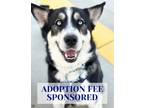 Adopt Double Stuffed Oreo a Husky