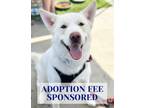 Adopt Bolt a Alaskan Malamute, Mixed Breed