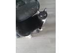 Adopt Max a Black & White or Tuxedo American Shorthair / Mixed (short coat) cat