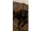 Adopt Thumper a Black - with White Labrador Retriever / Mixed dog in Virginia