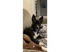 Adopt Chase a Brindle - with White Akita / Belgian Malinois / Mixed dog in