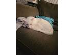 Adopt Dude a White American Shorthair (short coat) cat in Oregon City