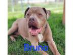 Adopt Bruno a Mixed Breed (Large) / Mixed dog in Spokane Valley, WA (41454312)