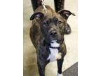 Adopt Maggie (HW +) a Brindle American Pit Bull Terrier / Mixed Breed (Medium) /