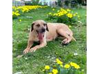 Adopt Rebecca a Tan/Yellow/Fawn Black Mouth Cur / Mixed Breed (Medium) / Mixed