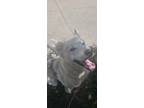 Adopt Zakk Wylde a White Mixed Breed (Small) / Mixed Breed (Medium) / Mixed