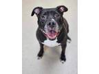 Adopt King Sire (Rocco) a Black Mixed Breed (Small) / Mixed (short coat) dog in