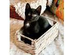 Adopt Mustard is WOW spectacular! a All Black Bombay (short coat) cat in South