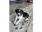 Adopt Dimi a Black - with White American Pit Bull Terrier / Mixed dog in Wichita