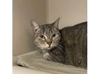 Adopt Fishlegs - I AM AT PetSmart Framingham a Brown Tabby Domestic Shorthair /