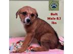Adopt Dixie's Pup-Bolt a Curly-Coated Retriever