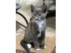 Adopt Gus a Gray or Blue Domestic Shorthair / Mixed Breed (Medium) / Mixed