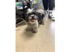 Adopt Melba a Black - with Gray or Silver Shih Tzu / Mixed Breed (Medium) /