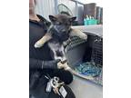 Adopt Munster a Black Husky / Mixed Breed (Medium) / Mixed (short coat) dog in