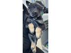 Adopt Boogey a Black Husky / Mixed Breed (Medium) / Mixed (short coat) dog in